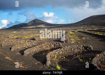 Te vignobles de la Geria, dans l'Uga province sur l'île de Lanzarote. Les raisins sont cultivés dans du sable volcanique noir et protégé par plâtre Banque D'Images