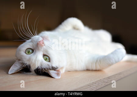 Abby chat blanc avec des yeux verts et roses nez allongé à l'envers sur le dos sur un sol en parquet, looking at camera Banque D'Images