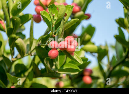 Carunda Karonda,grappe de fruits vert feuille on tree Banque D'Images