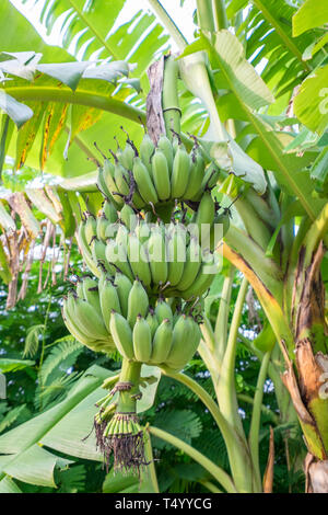 Pisang awak,banane cultivée sur banana tree Banque D'Images