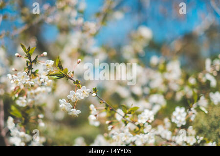 Blanc de printemps fleurs sur le cerisier en fleurs Banque D'Images