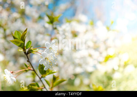 Fleur de cerisier blanc avec fond de printemps - gros plan Banque D'Images