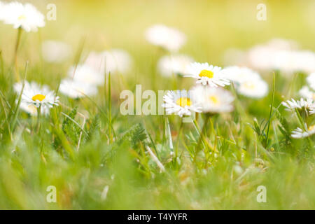 Fleurs daisy sur spring meadow - herbes et pâquerettes Banque D'Images