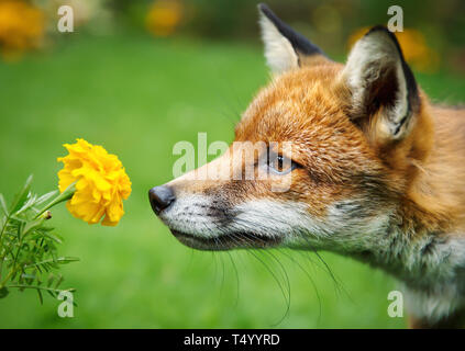 Gros plan d'une odeur de fleurs de souci Red Fox, au Royaume-Uni. Banque D'Images