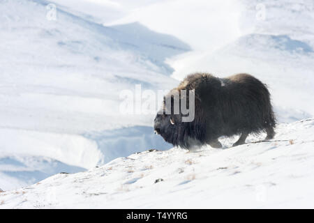 Close up of a male le Bœuf musqué dans les montagnes de Dovrefjell en hiver, la Norvège. Banque D'Images
