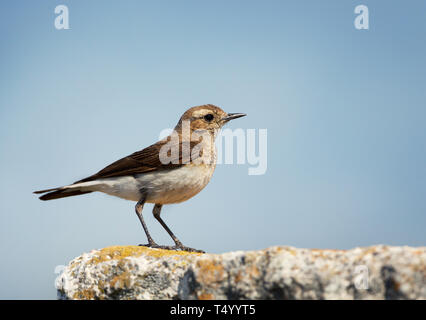 Close up of traquet Pie (Oenanthe pleschanka) sur un fond bleu clair contre la roche. Banque D'Images