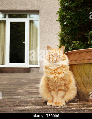 Gros plan d'une séance de chat de gingembre dans la cour arrière, au Royaume-Uni. Banque D'Images