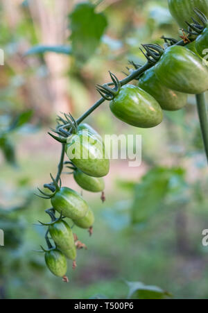Close-up verts tomates cerise vertes pendaison sur branch dans plantation Banque D'Images