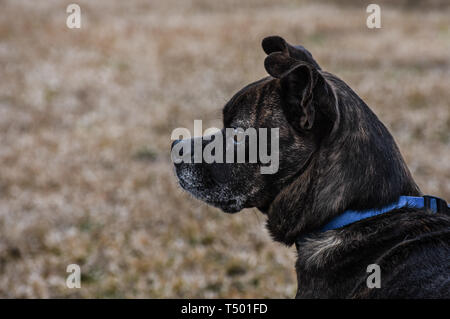 Portrait des petits, mixed breed dog marron gris avec museau, oreilles perky, alerte, profil latéral Banque D'Images