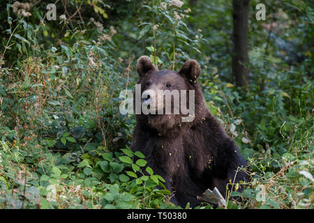 L'ours brun des Carpates dans une forêt prairie en été Banque D'Images