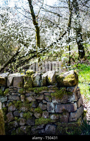 Vieux mur de pierres sèches avec de la mousse et les lichens poussant sur elle, Staffordshire, Royaume-Uni Banque D'Images