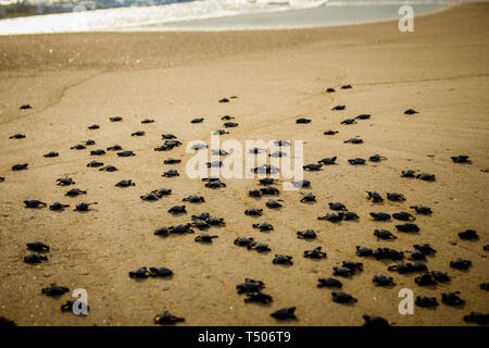 Les tortues nouvellement écloses bébé lutte pour la survie qu'ils galopent vers l'océan dans le parc national de Cabo Pulmo près de Cabo San Lucas, Mexique Banque D'Images