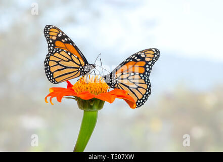 Une paire de papillons monarques qui se nourrissent de la même fleur tithonia - vue latérale sur un fond bleu ciel Banque D'Images