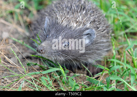 Northern White-Breasted Hedgehog, Nördliche Weißbrustigel, Osteuropäische Igel, hérisson de Roumanie, Erinaceus roumanicus, keleti sün, Hongrie Banque D'Images