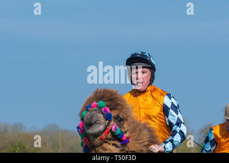 Hungerford, West Berkshire, Royaume-Uni. 19 avr 2019. Melbourne 10 Racing courses de chameaux dans la zone principale des la foule avec AP McCoy (Sir Anthony Peter McCoy OBE, communément appelé AP McCoy ) ancien champion jockey course de chevaux en tenant la tête et sur gagner la course plus célèbre course de chevaux trainer Jamie Osborne et Nico de Boinville jockey course qui participe à la course de recherche. Banque D'Images