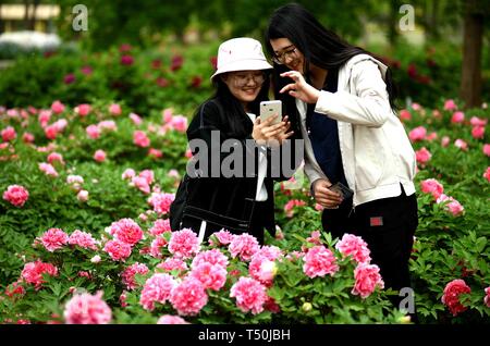 Shijiazhuang, Province de Hebei en Chine. Apr 19, 2019. Les touristes de prendre des photos au Jardin botanique de Shijiazhuang à Shijiazhuang, Chine du nord, dans la province du Hebei, le 19 avril 2019. Pretty House Crédit :/Xinhua/Alamy Live News Banque D'Images