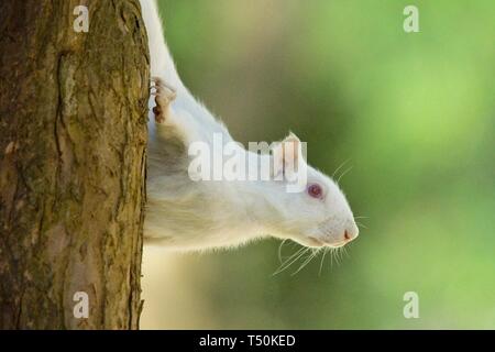 Ce rare écureuil gris albinos a été repéré dans un parc d'Eastbourne ce matin, apparemment en appréciant le bon temps tout en grignotant sur les branches d'arbres. Les vrais albinos manquent de pigmentation entraînant des yeux roses et de la fourrure blanche et auront souvent une durée de vie plus courte que les écureuils réguliers. Banque D'Images
