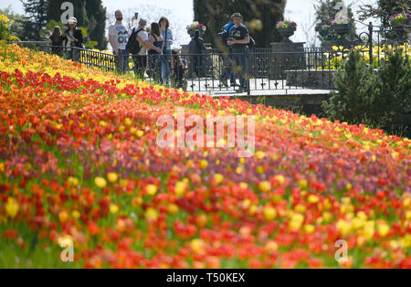 Mainau, Allemagne. Apr 20, 2019. Les touristes sur l'île aux fleurs de Mainau en face d'une mer de tulipes et profitez de l'été les températures. Crédit : Patrick Seeger/dpa/Alamy Live News Banque D'Images