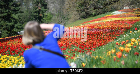 Mainau, Allemagne. Apr 20, 2019. Photographies d'une femme une mer de tulipes sur l'île aux fleurs de Mainau et bénéficie de l'été. Crédit : Patrick Seeger/dpa/Alamy Live News Banque D'Images