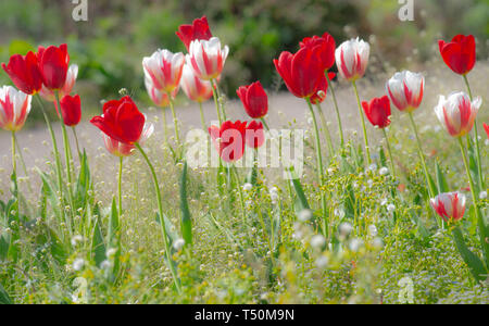 Lyme Regis, dans le Dorset, UK. 20 avril 2019. Météo France : Tulipes et fleurs de printemps au soleil à Langmoor gardens, Lyme Regis. Credit : Celia McMahon/Alamy Live News. Banque D'Images