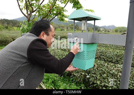 (190420) -- SHANGHAI, 20 avril 2019 (Xinhua) -- Le conseiller en technologie Zhang Xiyou vérifie un insecte-périphérique de capture à un jardin de thé à Xingcun Ville de Qingdao, province de Fujian en Chine du sud-est, le 26 mars 2019. (Xinhua/Geng Xinning) Banque D'Images