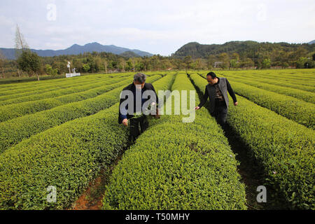 (190420) -- SHANGHAI, 20 avril 2019 (Xinhua) -- Le conseiller en technologie Zhang Xiyou (R) vérifie la croissance des feuilles de thé dans un jardin de thé à Xingcun Ville de Qingdao, province de Fujian en Chine du sud-est, le 26 mars 2019. (Xinhua/Un Xiya) Banque D'Images