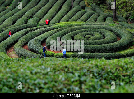 (190420) -- SHANGHAI, 20 avril 2019 (Xinhua) -- Photo prise le 26 mars 2019 montre un jardin de thé écologique dans Xingcun ville de Xian, Chine du sud-est de la province de Fujian. (Xinhua/Wei Peiquan) Banque D'Images