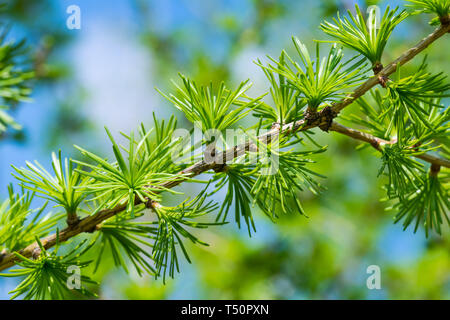 La direction générale de mélèze d'Europe. Ciel du printemps, feuillage détail. Larix decidua. Le vert clair des feuilles pareilles à des aiguilles. Les jeunes arbres feuillus à feuilles persistantes. Feuille ludique cluster. Banque D'Images