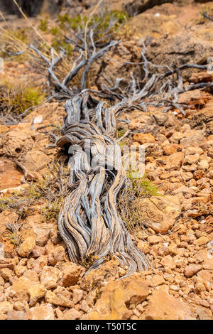 Presque mort arbre sec au ruisseau Meyers Manx Cape Range National Park Australie Banque D'Images