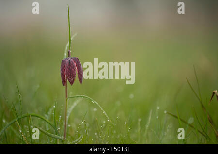 Tête de serpents fritillary, Fritillaria meleagris, printemps dans une prairie de l'Oxfordshire. Banque D'Images