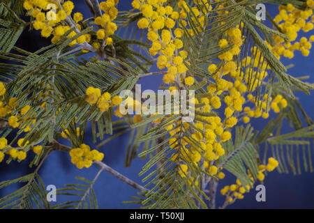 Fleurs jaune vif de mimosa avec des feuilles vertes, shot close-up. Banque D'Images
