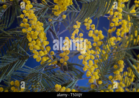 Fleurs jaune vif de mimosa avec des feuilles vertes, shot close-up. Banque D'Images