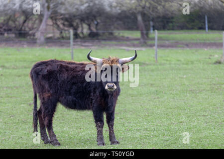 Highlanders écossais noir au printemps meadow Banque D'Images