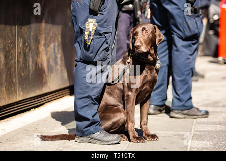 K9 avec des chiens de police agent de service à jour Banque D'Images