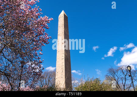 Cleopatra's Needle obélisque est entouré d'arbres de Magnolia qui fleurit au printemps, Central Park, NYC, USA Banque D'Images