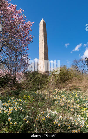 Cleopatra's Needle obélisque est entouré d'arbres en fleurs au printemps, Central Park, NYC, USA Banque D'Images