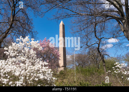 Cleopatra's Needle obélisque est entouré d'arbres en fleurs au printemps, Central Park, NYC, USA Banque D'Images