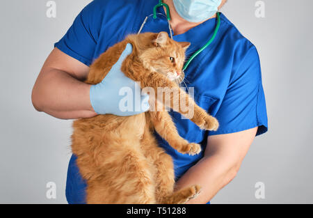 Vétérinaire en uniforme bleu et des gants en latex stériles détient de grands chat rouge, fond gris Banque D'Images