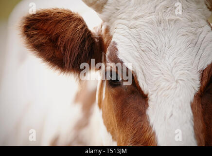 Belle grande vache de race rouge de l'œil libre. Banque D'Images