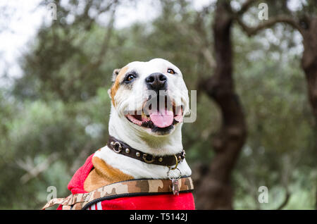 Brown et blanc pitbull mix, chien couché et souriant dans le parc. Banque D'Images