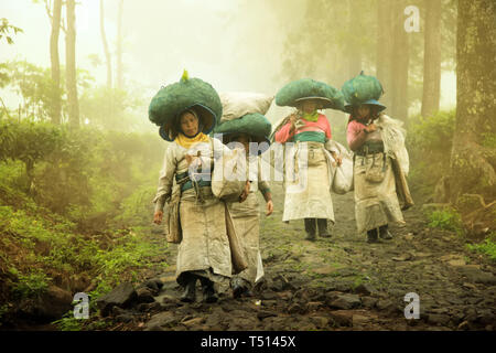 Lawang-Indonésie, le 21 janvier 2019. Cueillette du thé sont agriculteurs portant des paniers contenant les feuilles de thé d'être transformé en plateau de boissons. Banque D'Images