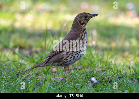 Grive musicienne (Turdus philomelos) Banque D'Images