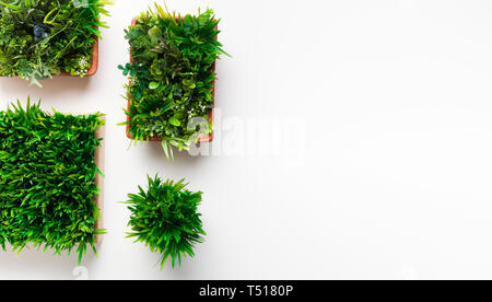 Les plantes de l'herbe dans des casiers sur fond blanc
