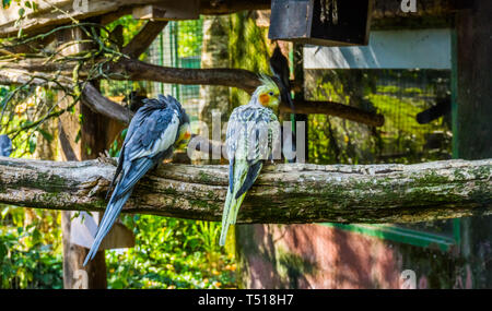 Deux perruches calopsittes, assis sur une branche, volière populaires animaux domestiques, oiseaux tropicaux de l'Australie Banque D'Images