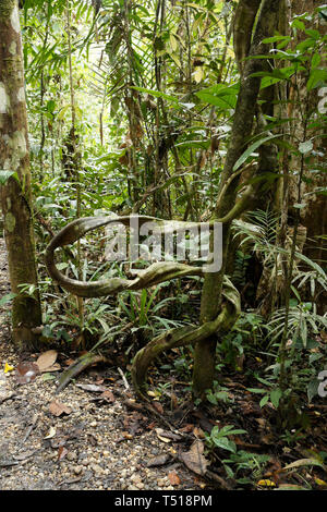 La végétation dans les forêts de plaine tropicale, au Sarawak (Bornéo), Malaisie Banque D'Images