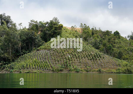 Le poivre noir de plantes poussant sur la colline au-dessus du lac, Batang Ai, du Sarawak (Bornéo), Malaisie Banque D'Images