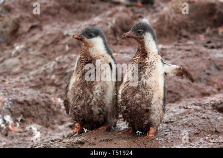 Pinguin Gentoo Banque D'Images