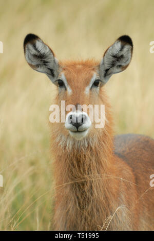 Cobe à croissant (Kobus ellipsiprymnus) Jeune waterbuck dans la prairie du parc national Queen Elizabeth, l'Ouganda, l'Afrique. Banque D'Images