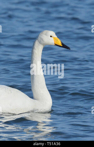 Cygne chanteur (Cygnus cygnus) Nager dans l'océan pacifique, le Japon Banque D'Images