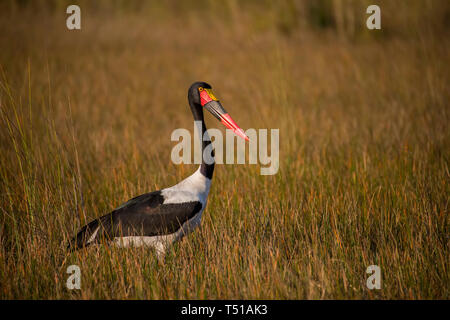 Saddle-billed Stork (Ephippiorhynchus senegalensis) marcher dans l'herbe des marais Banque D'Images